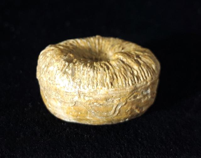 Cycloseris cyclolites (LAMARCK 1815) - Bild © FossNet FossilienStore